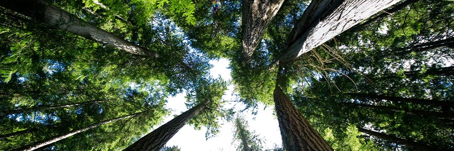 Vue vers le ciel dans une forêt