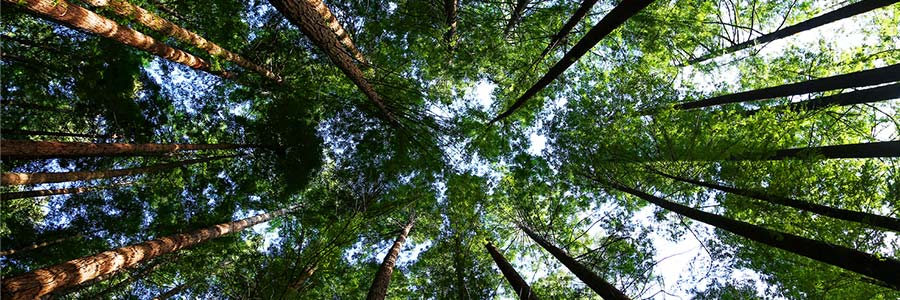 Dans une forêt, vue vers le haut entre des arbres