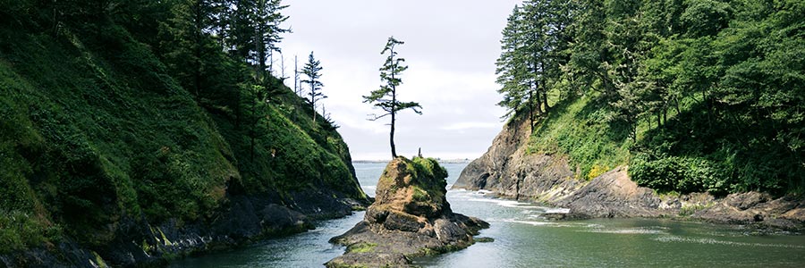 A single tree growing on a small island