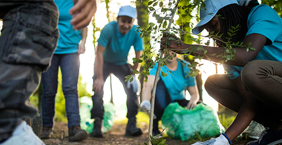 Un groupe de personnes plante un arbre.
