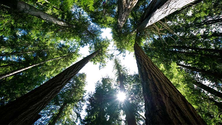 Looking upwards through a forest of trees